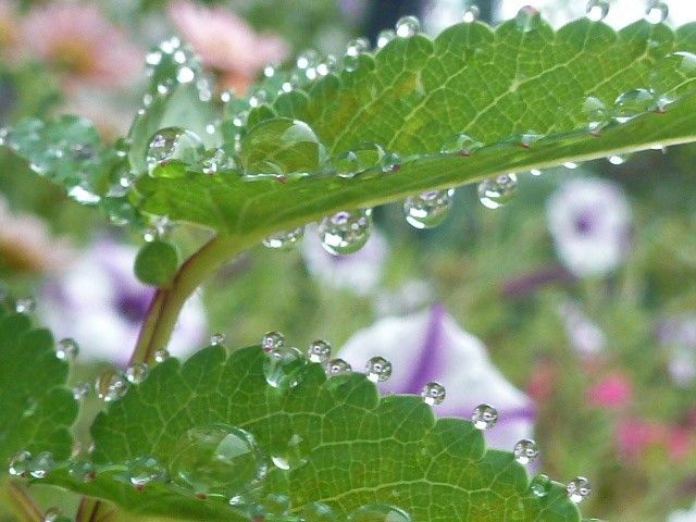 葉っぱについた滴 むくのブログ 楽天ブログ