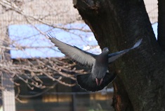 IMG_3064-15hato.jpg
