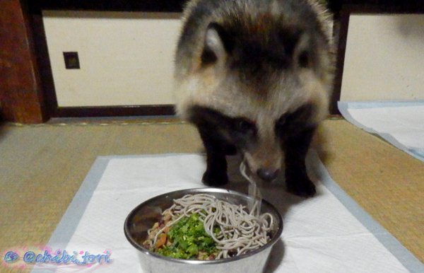 たぬきのたぬき蕎麦２