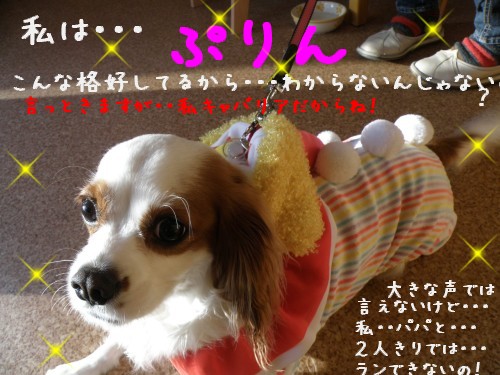ぷりん.JPG