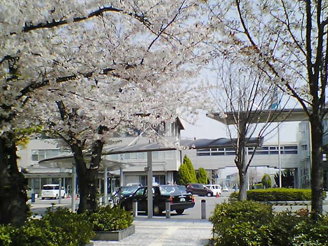 070412中央病院前ﾀｸｼｰ乗場前桜満開.JPG