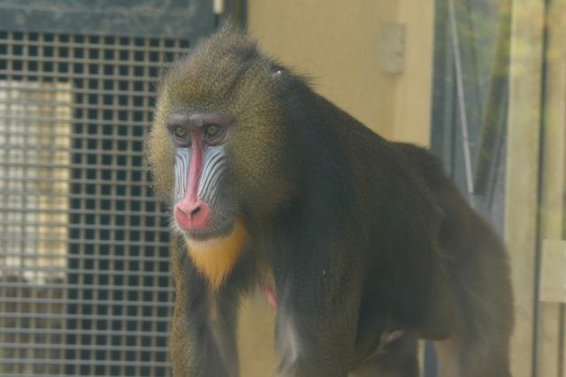 マントヒヒとマンドリルは名前が似ているけど 全然顔が違っている 私設見逃してもいい動物園 楽天ブログ