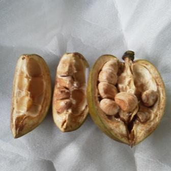 pakira2