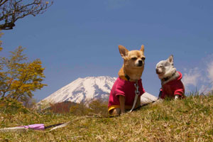 富士山とチワワ