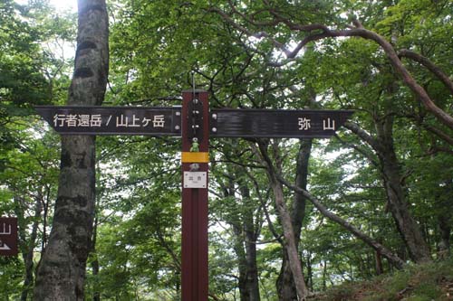 オオヤマレンゲ