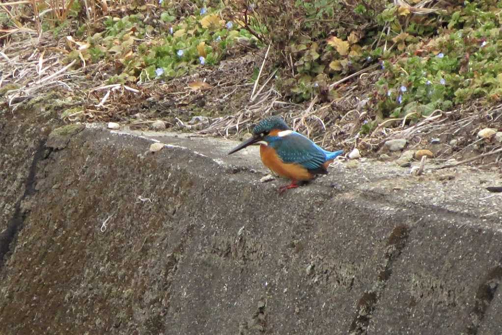 515