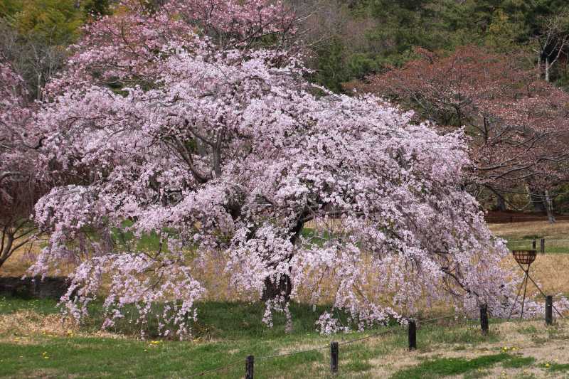 庭園の枝垂れ桜_003.jpg