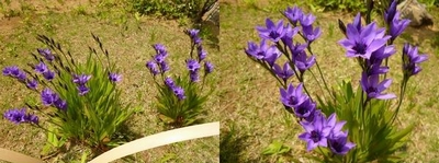 日本庭園で今咲いているお花(一部)