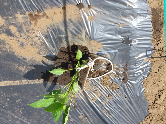 20140426 ピーマン.jpg