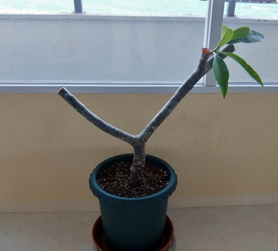Plumeria frangipanier တရုတ်စံကား プルメリア　ベランダ　育て方　栽培　剪定　ハワイ