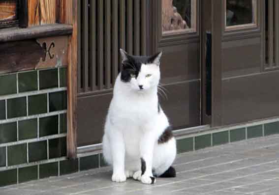 我が家のニャンコ♪2015/11/20-2