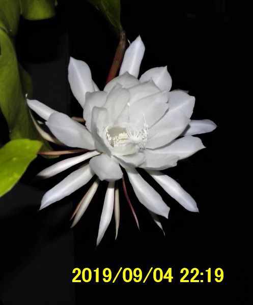 夜に咲く花 続 芦畔苑の四季 楽天ブログ