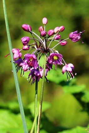 らっきょうは根っこじゃない 土の中で育つけど おかしな仕事 楽天ブログ