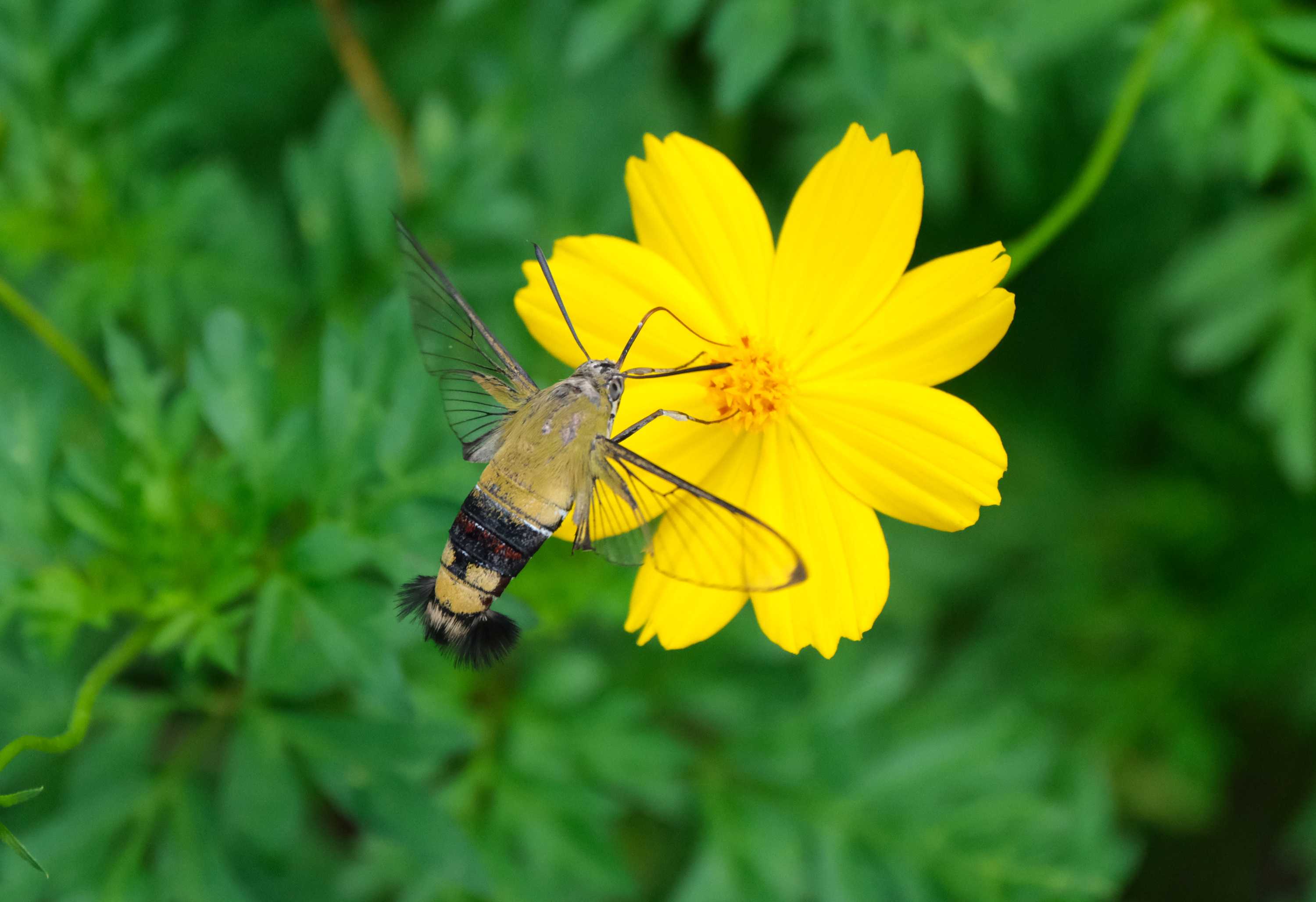 オオスカシバとセセリチョウ 黄花秋桜などに 南風のメッセージ 楽天ブログ