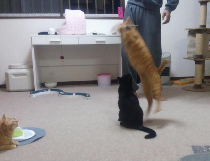 光飛ぶ.JPG