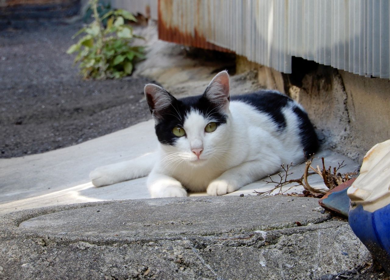 梅雨の中休みの猫たちの様子は の巻 人さまのネコ 楽天ブログ