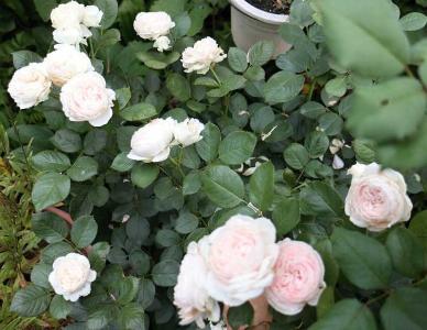 Amazon.com: そめ花―薔薇と彩どる花たち: 9784763630445: Sayoko