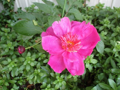 IMG_3351ss.jpg