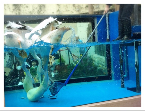 サンシャイン水族館・ペリカン