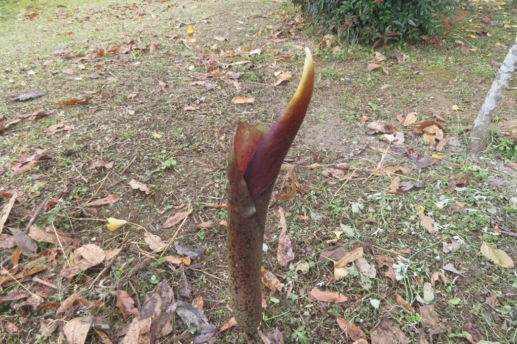 515