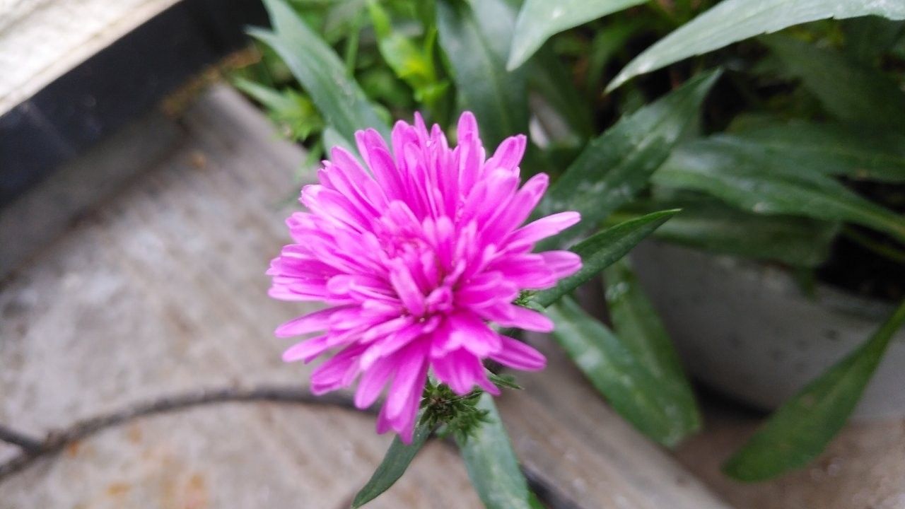 紫陽花kｅｉｋｏの色変化 少しづつ ふくママの庭日記 楽天ブログ