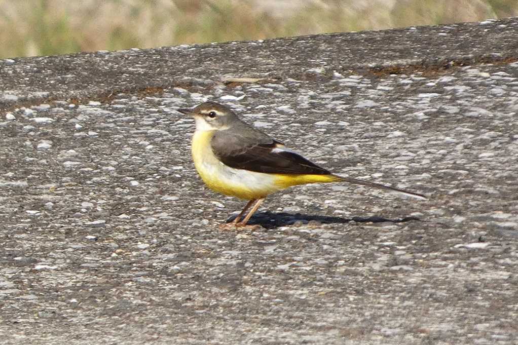 515