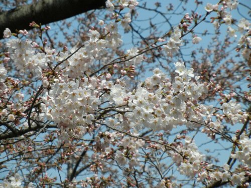 桜