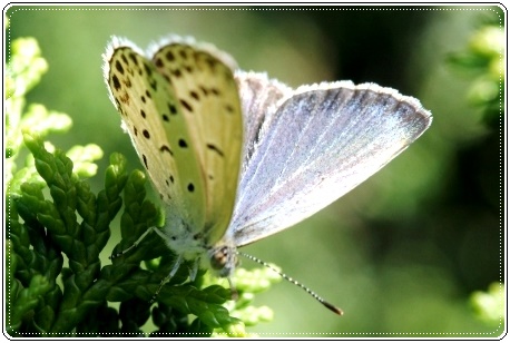 実家の庭で-10 ヤマトシジミ-3 13.9.10