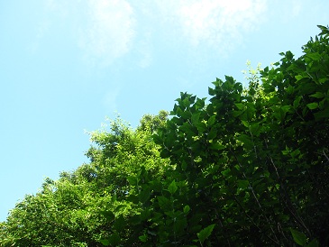 IMG_8996.JPG