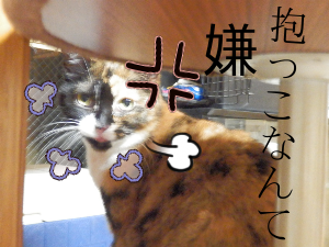P5280028.png