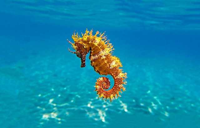 世界一でかい〇〇…今回はタツノオトシゴ！ | 浦郷直樹のお魚天国