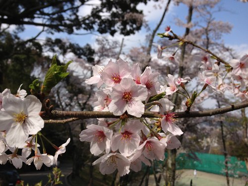 2ソメイヨシノ桜500１.jpg