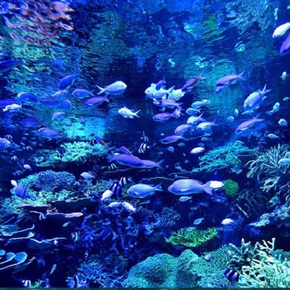 名古屋港水族館 夜のサンゴ礁 Inkyoのたわごと 楽天ブログ