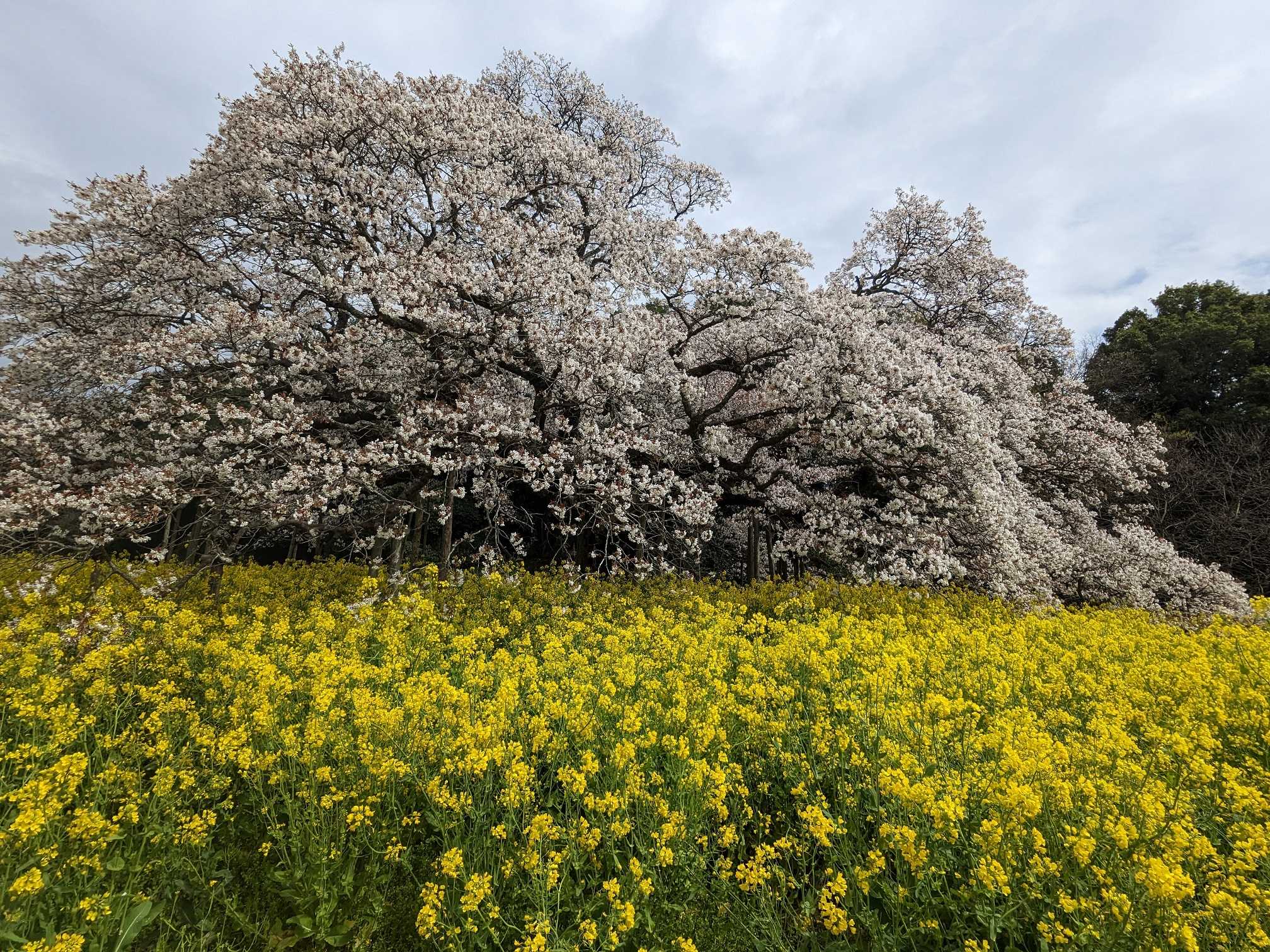 吉高の大桜