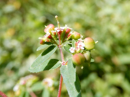 オオニシキソウ (3).JPG