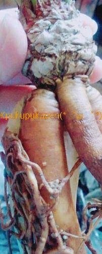 rblog-20171101025305-02.jpg