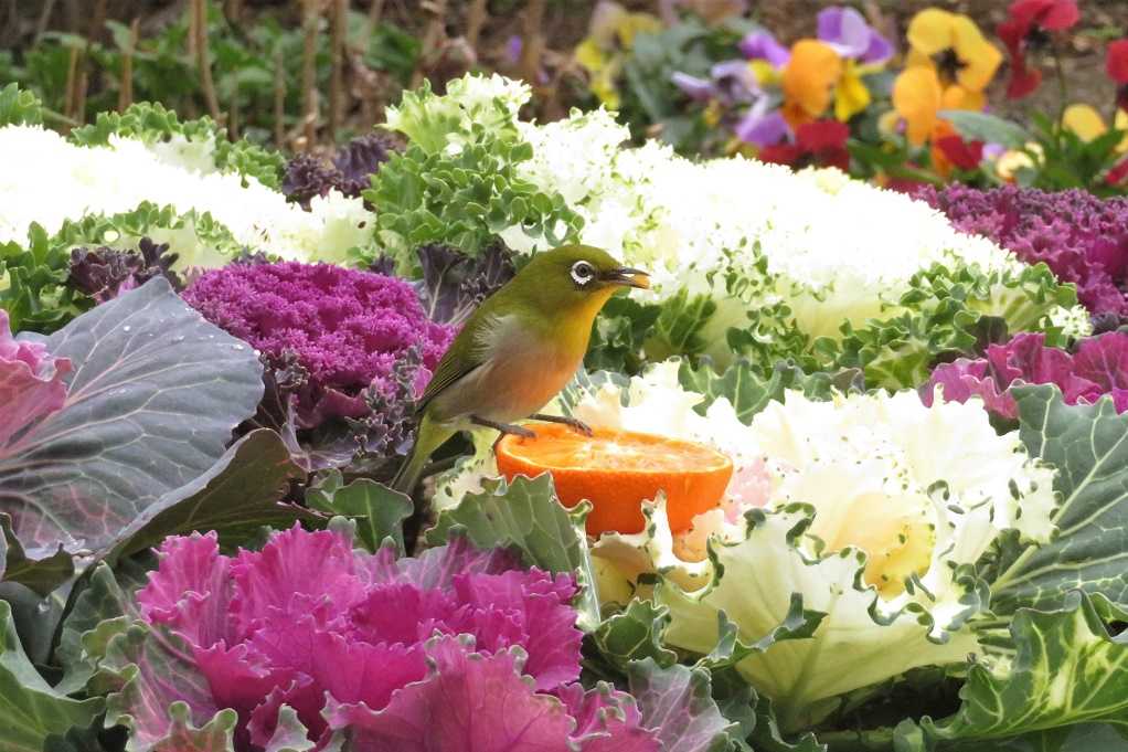 庭の鳥;紅梅メジロ、蜜柑メシロ、ヒヨドリ、エナガ。庭の花;黄色いバラ。 | 大分金太郎の花鳥蝶月 - 楽天ブログ