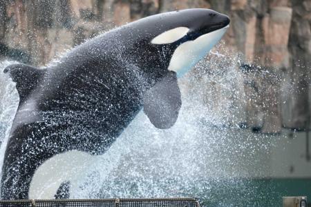 シャチ子#PF見て 名古屋港水族館 シャチの名前 判別方法と詳細情報 | イルカ