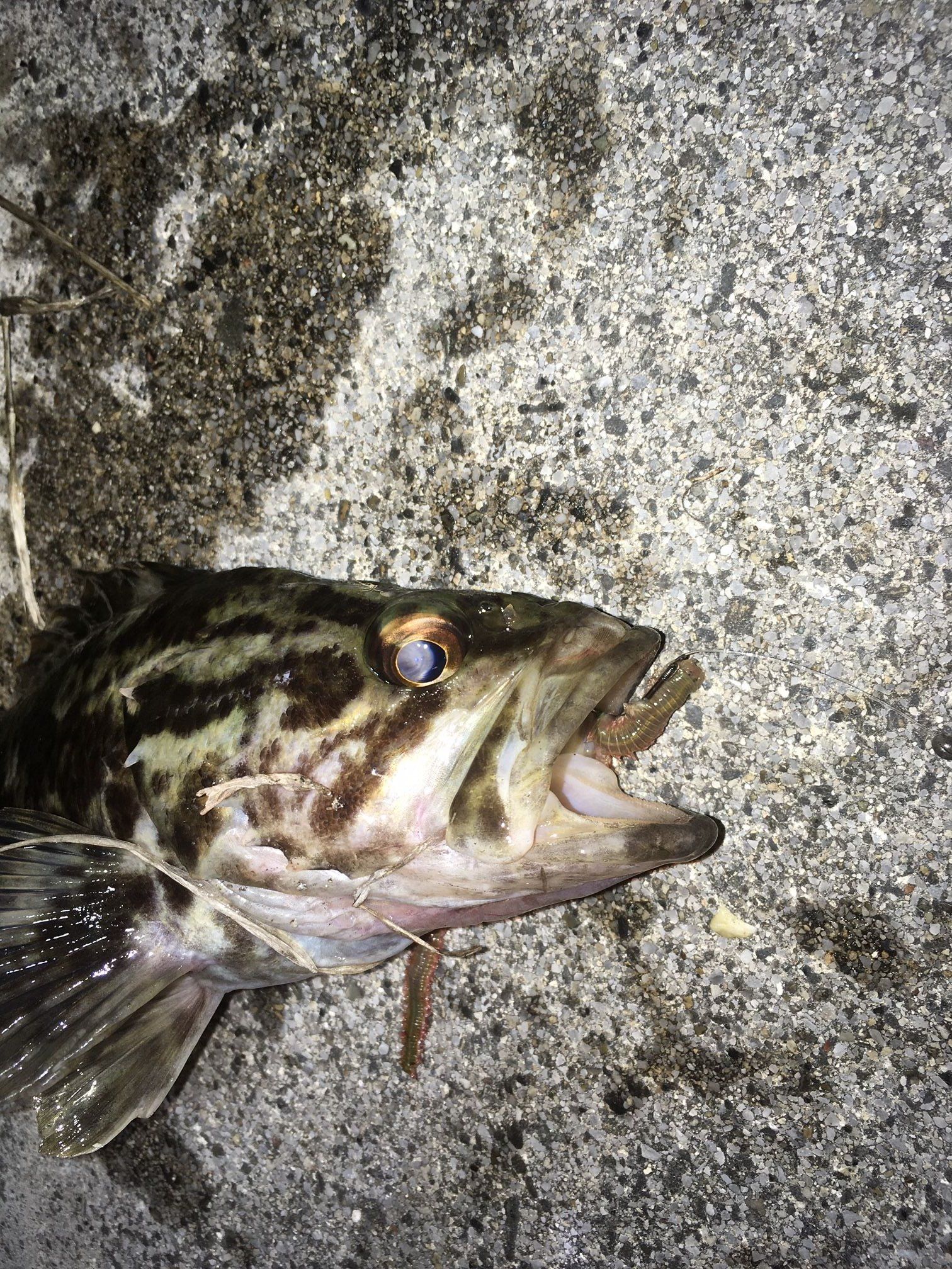 2ページ目の 根魚 闇夜の底釣り 楽天ブログ