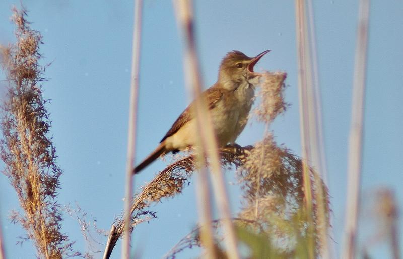 IMG_0043 (800x515).jpg