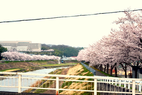 瀬戸橋右岸