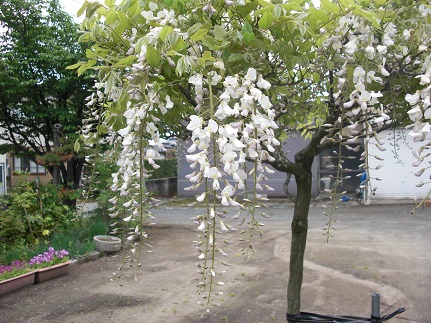 20130520長白藤.jpg