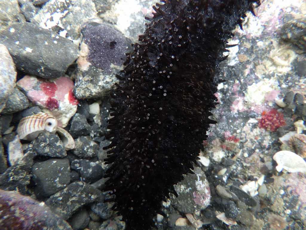 串本磯採集2023年7月上旬36　ニセクロナマコ（Holothuria leucospilota）