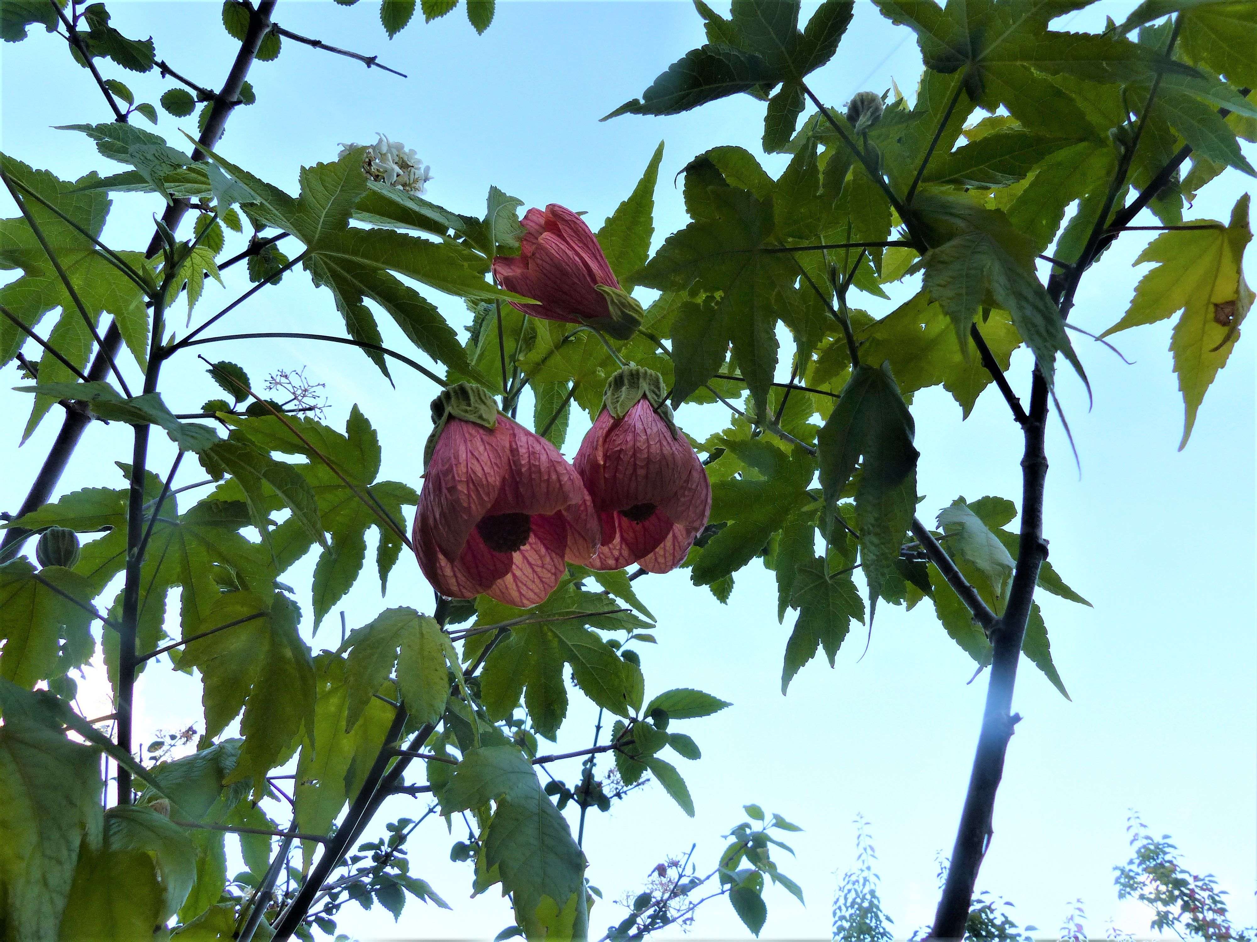 アプチロンの花が 提灯のよう オープンガーデン 蕗のとう 楽天ブログ