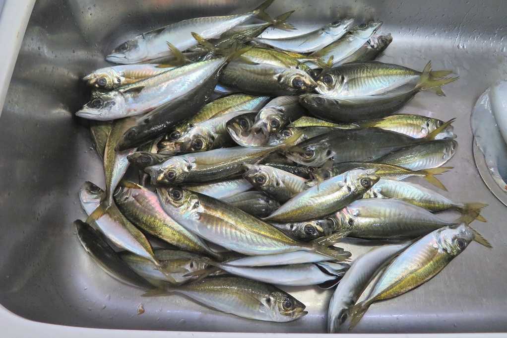 津久見の港へアジ釣りに行く アジ４５匹 アオリイカ１杯 大分金太郎の花鳥蝶月 楽天ブログ