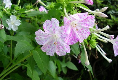 公園花２