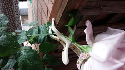 IMG_20150512_063312.jpg