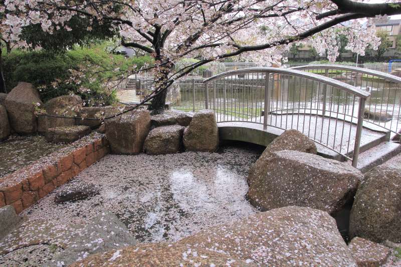 仕舞い桜_004.jpg