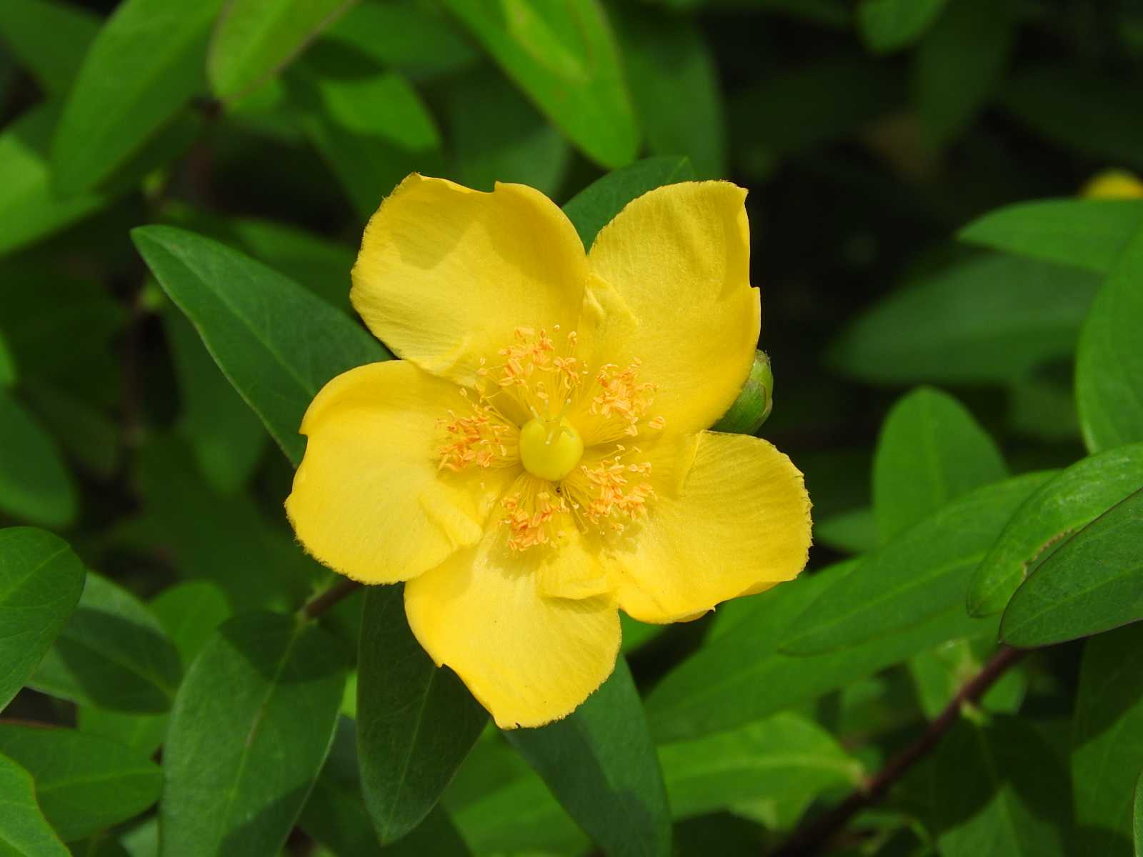 花の写真パネル 黄色のキンシバイ-