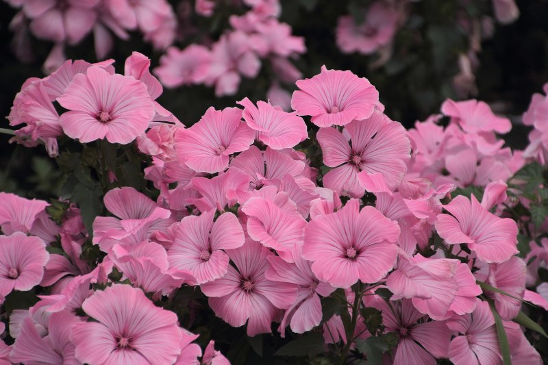 新旭菖蒲園_05.jpg